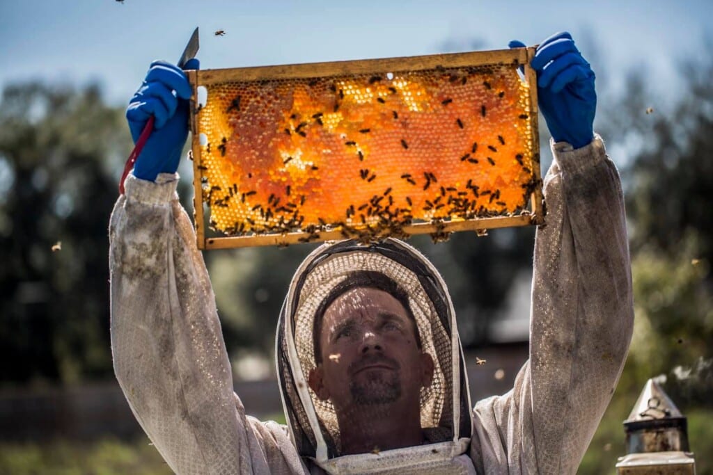 Beekeeping class