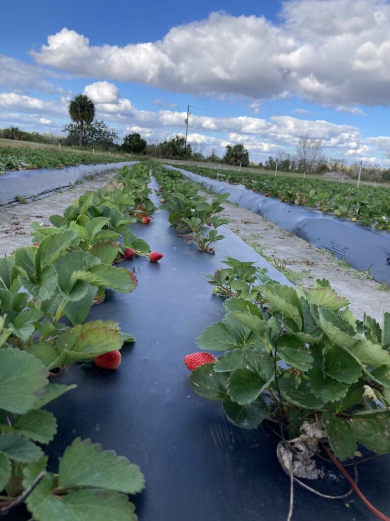 Learn to grow your own vegetable garden