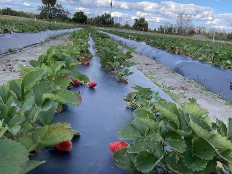 Learn to grow your own vegetable garden