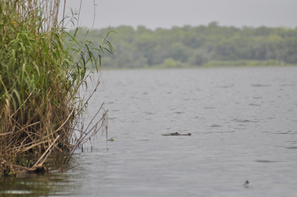 An image of Lake Jesup