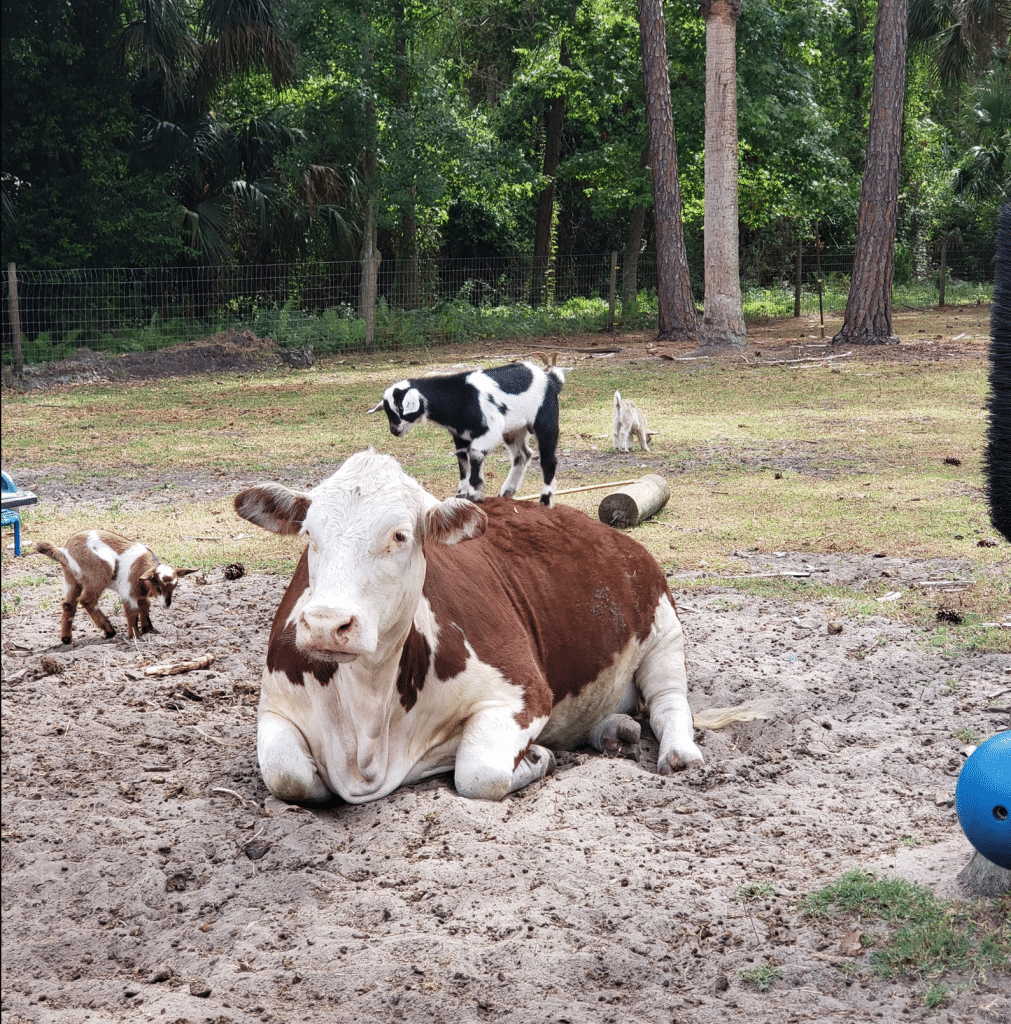 A cow lays in the sand at Green Acres Farm, which is hosting a rock painting event this weekend. This is one of many local events happening this week in Greater Oviedo and Winter Springs.