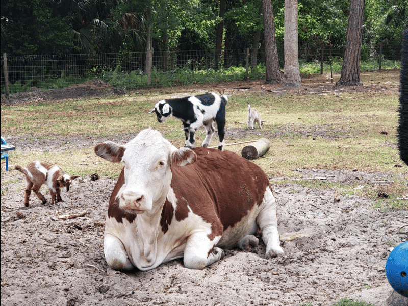 A cow lays in the sand at Green Acres Farm, which is hosting a rock painting event this weekend. This is one of many local events happening this week in Greater Oviedo and Winter Springs.
