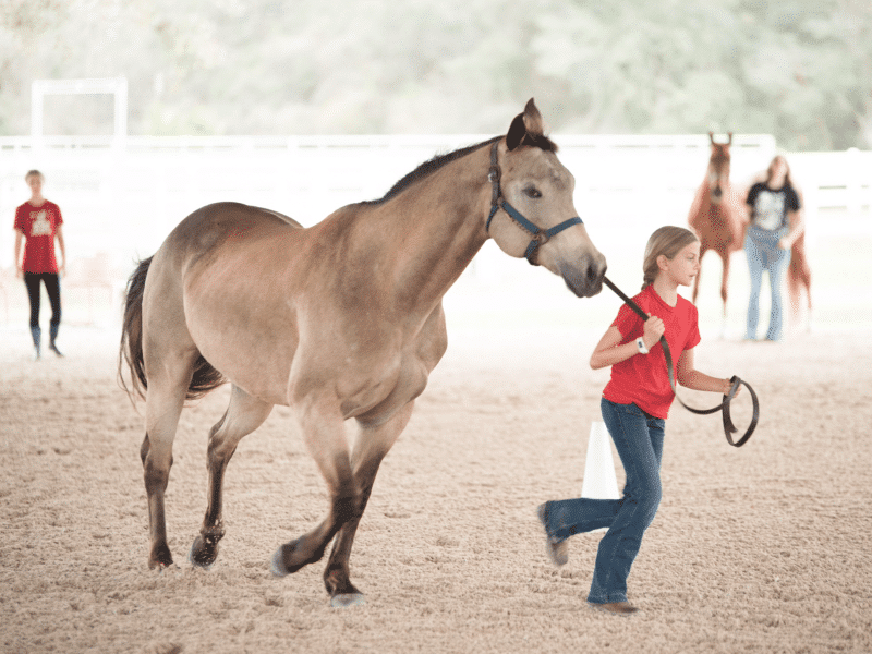 An image of a child leading a horse.