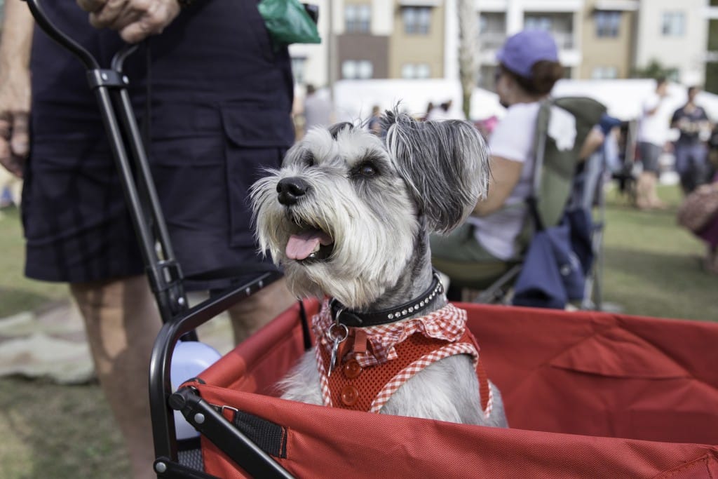 Dog at Bark and Brew