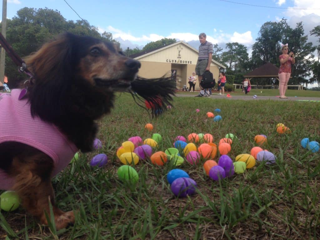 Easter egg hunt