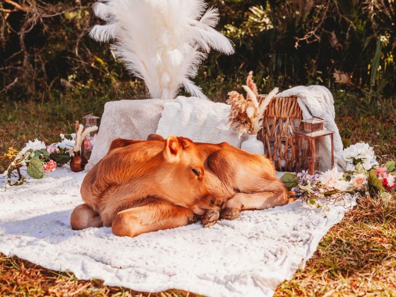 Book a photography session and pose with baby cows.