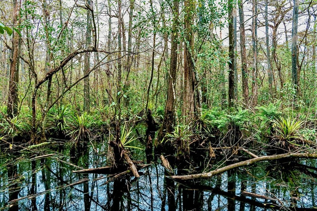 Preserve or develop corkscrew swamp