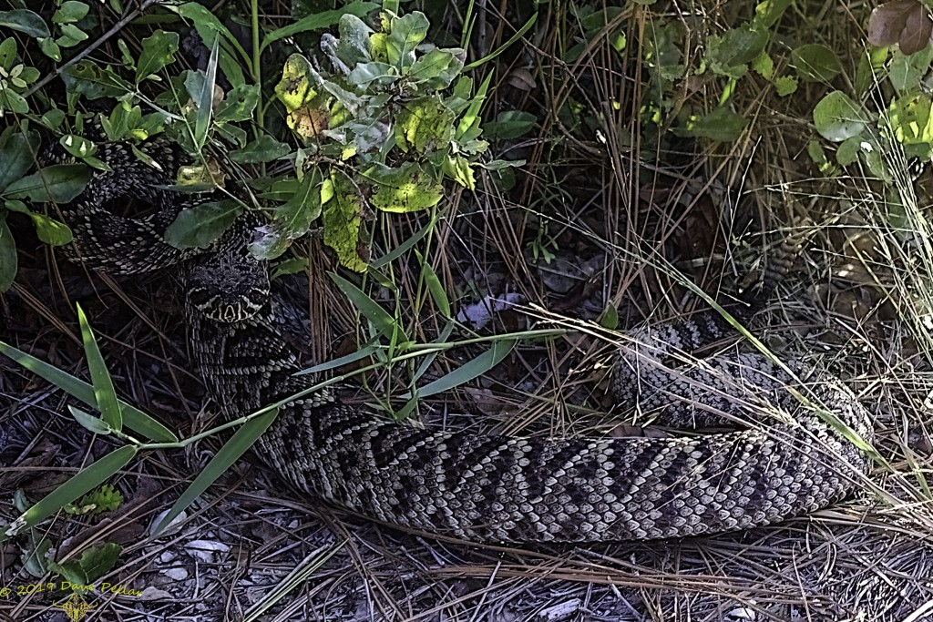 Florida Wildlife Corridor rattlesnake
