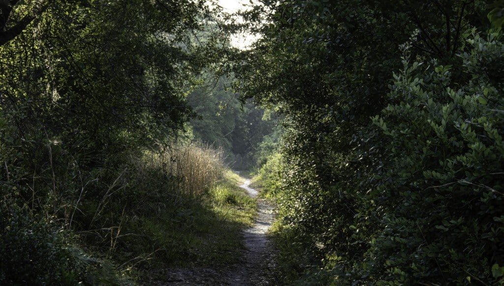 Yahoo Trail Florida Wildlife Corridor