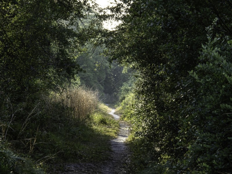 Yahoo Trail Florida Wildlife Corridor race against development