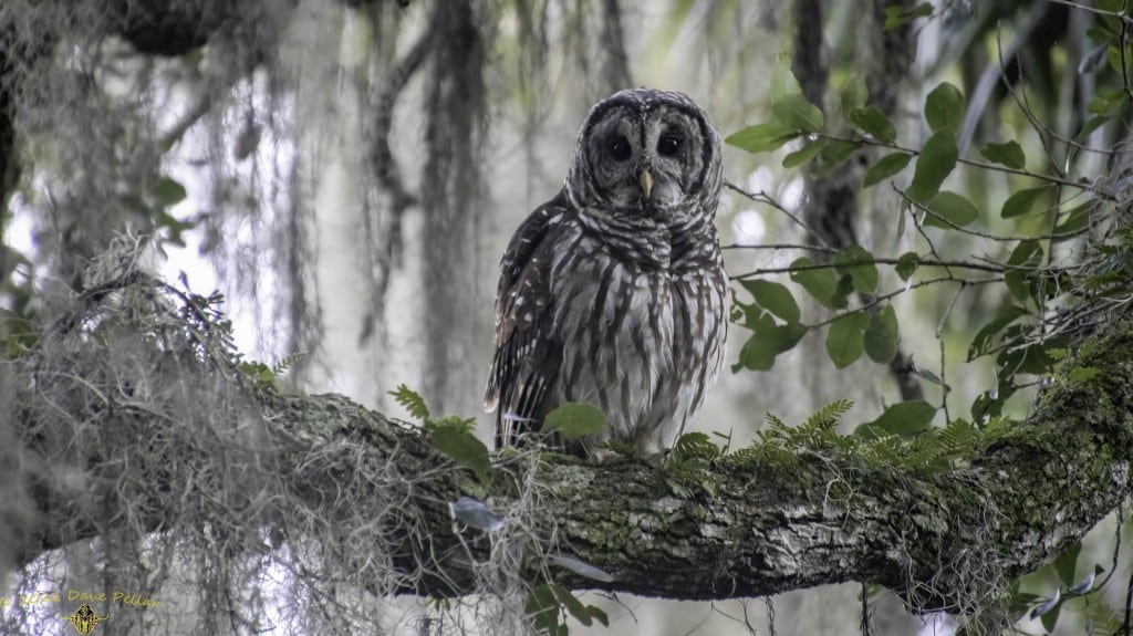 A Barred Owl in the Lake Harney Wilderness Area