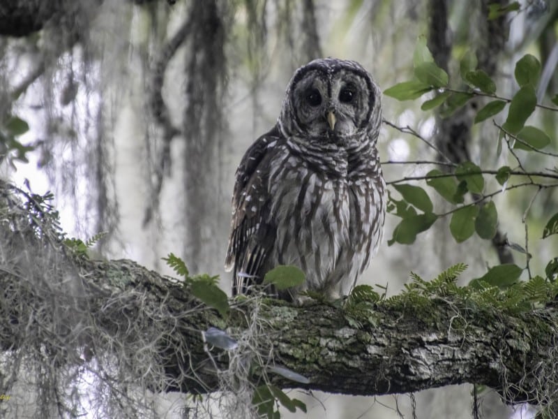 A Barred Owl in the Lake Harney Wilderness Area