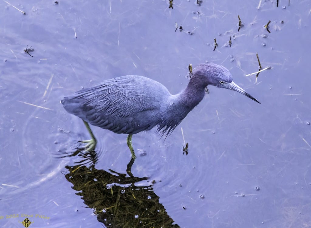 A Blue Heron wading in the Lake Harney Wilderness Area