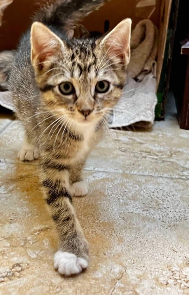 An adoptable kitten from The Pixel Fund Rescue