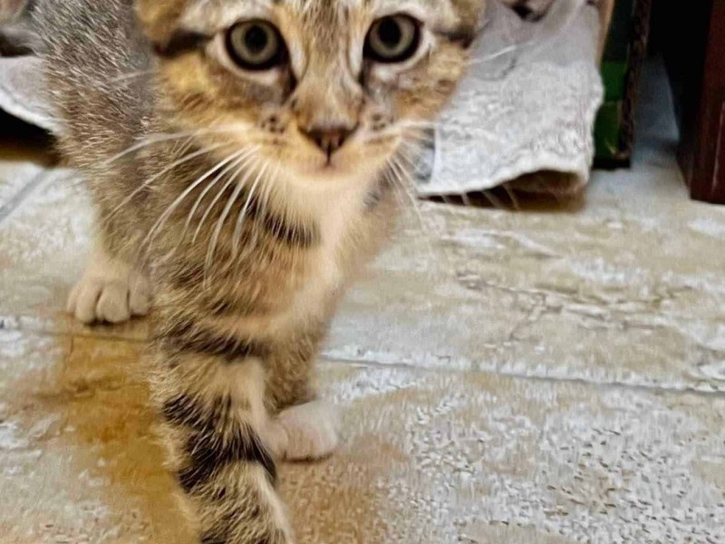 An adoptable kitten from The Pixel Fund Rescue