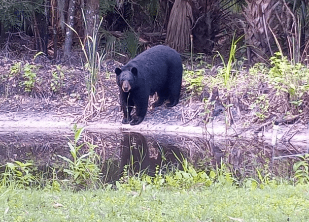 Florida Bear hunt scheduled to start this weekend; $2,000 bounty offered to not use permits