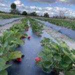 Bill to gut Seminole County rural boundary could apply outside of Central Florida