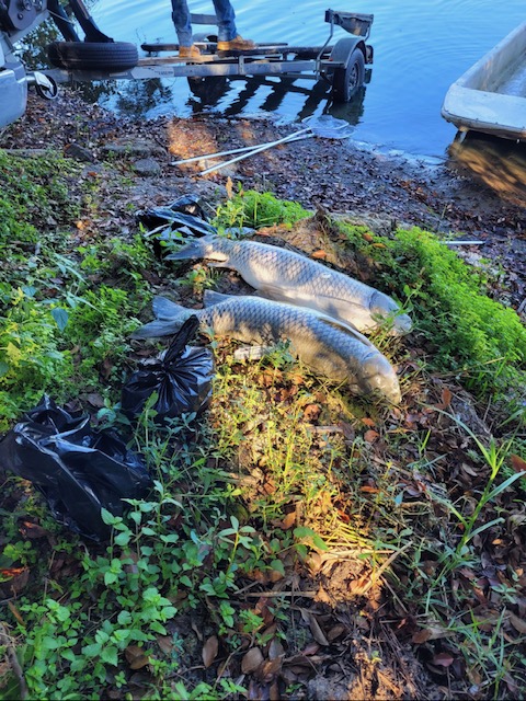 Fish kill Winter Springs