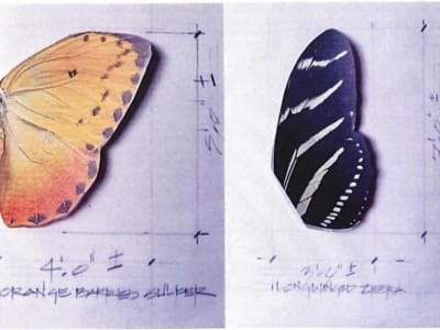 Oviedo art Wings of Joy