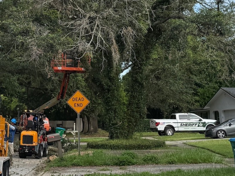 Winter Springs tree removal