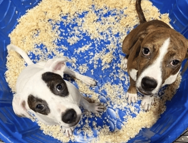 Pet adoption Oviedo dogs