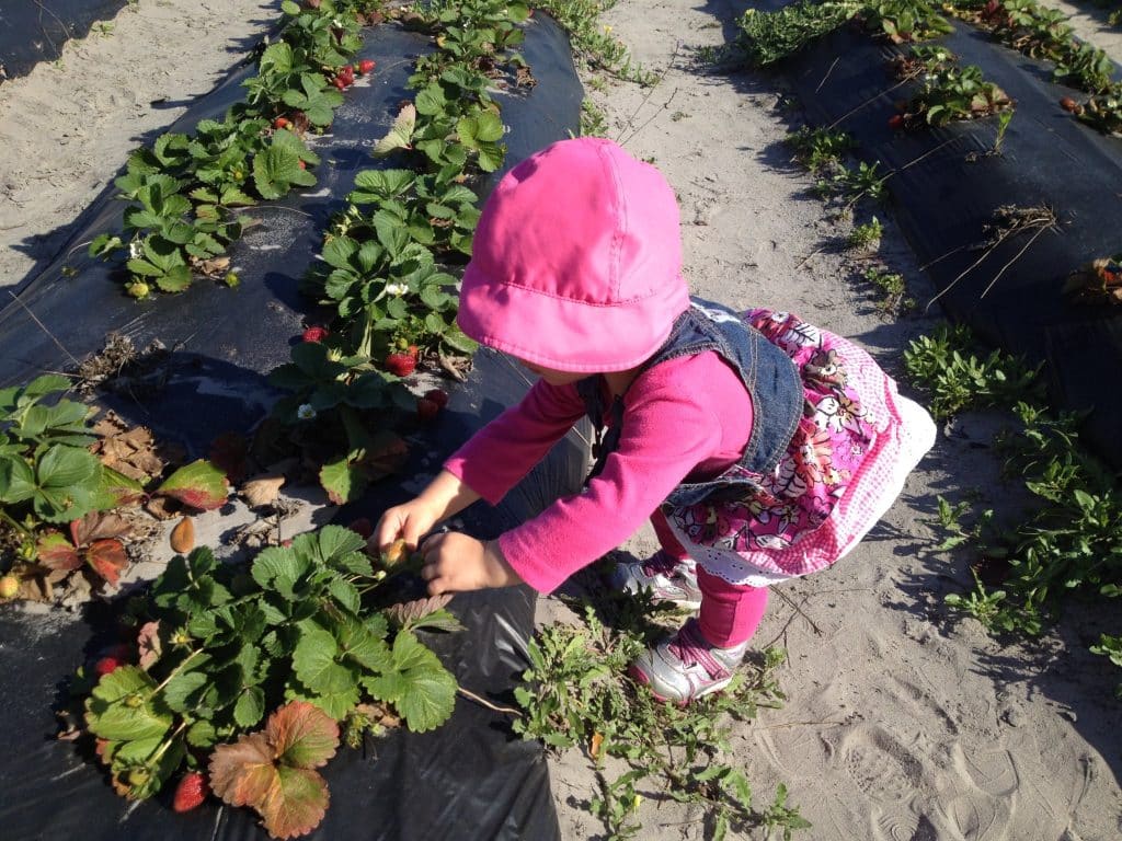 Pappy's patch development Strawberry toddler